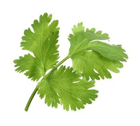 Fresh green coriander leaves isolated on white