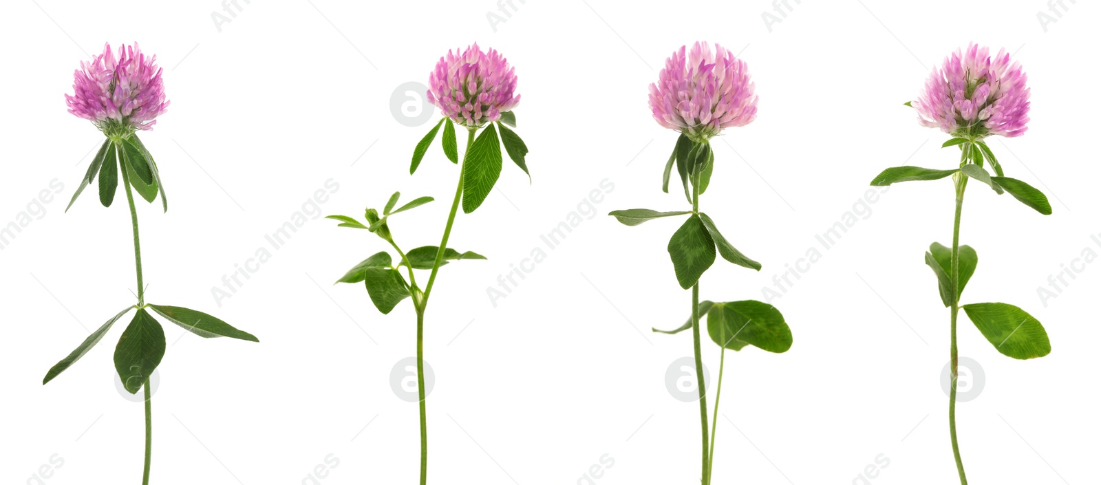 Image of Set with beautiful clover flowers on white background. Banner design