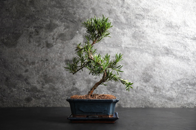 Photo of Japanese bonsai plant on black stone table. Creating zen atmosphere at home