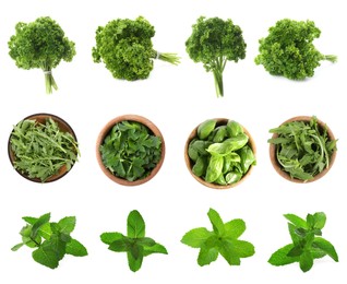 Set with different herbs on white background