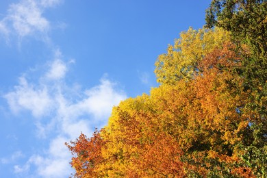 Photo of Beautiful trees with bright autumn leaves under blue sky outdoors