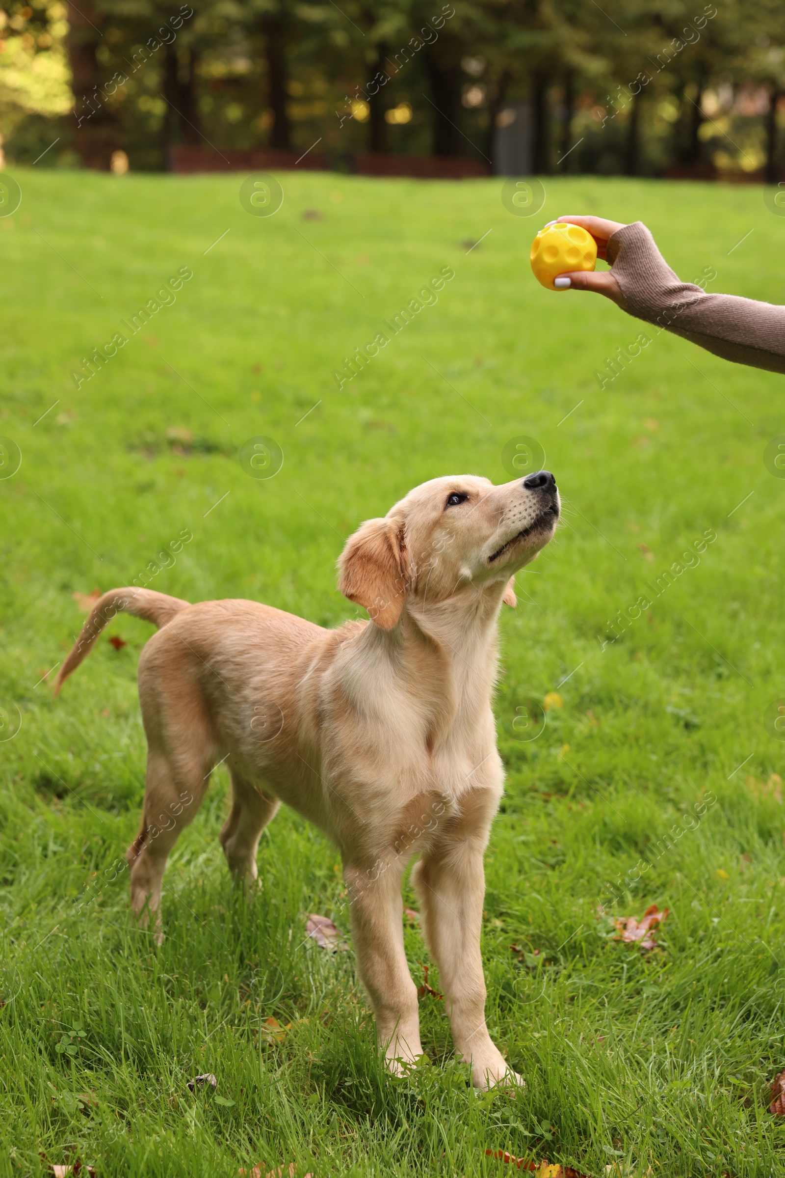 Photo of Woman playing with adorable Labrador Retriever puppy on green grass in park, closeup