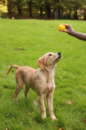 Woman playing with adorable Labrador Retriever puppy on green grass in park, closeup