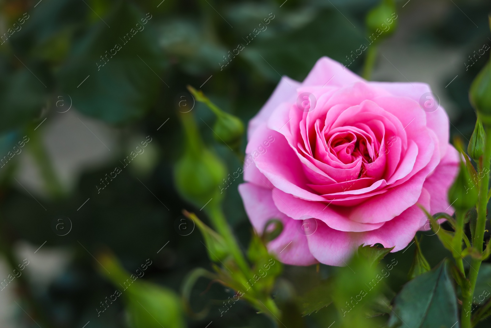 Photo of Beautiful blooming pink rose on bush outdoors, closeup. Space for text