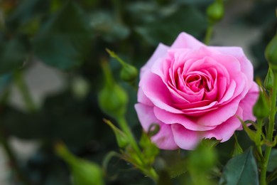 Beautiful blooming pink rose on bush outdoors, closeup. Space for text
