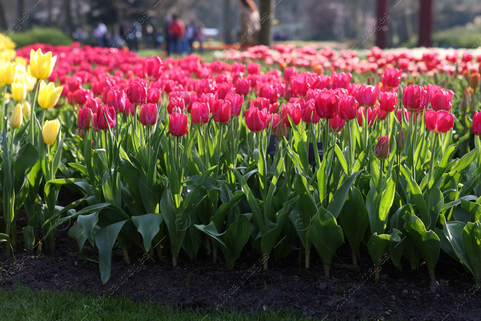 Photo of Beautiful colorful tulip flowers growing in park on sunny day