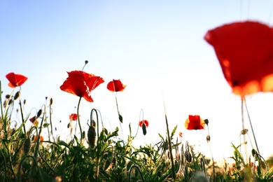 Sunlit field of beautiful blooming red poppy flowers and blue sky