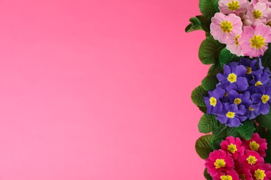 Photo of Primrose Primula Vulgaris flowers on pink background, flat lay with space for text. Spring season
