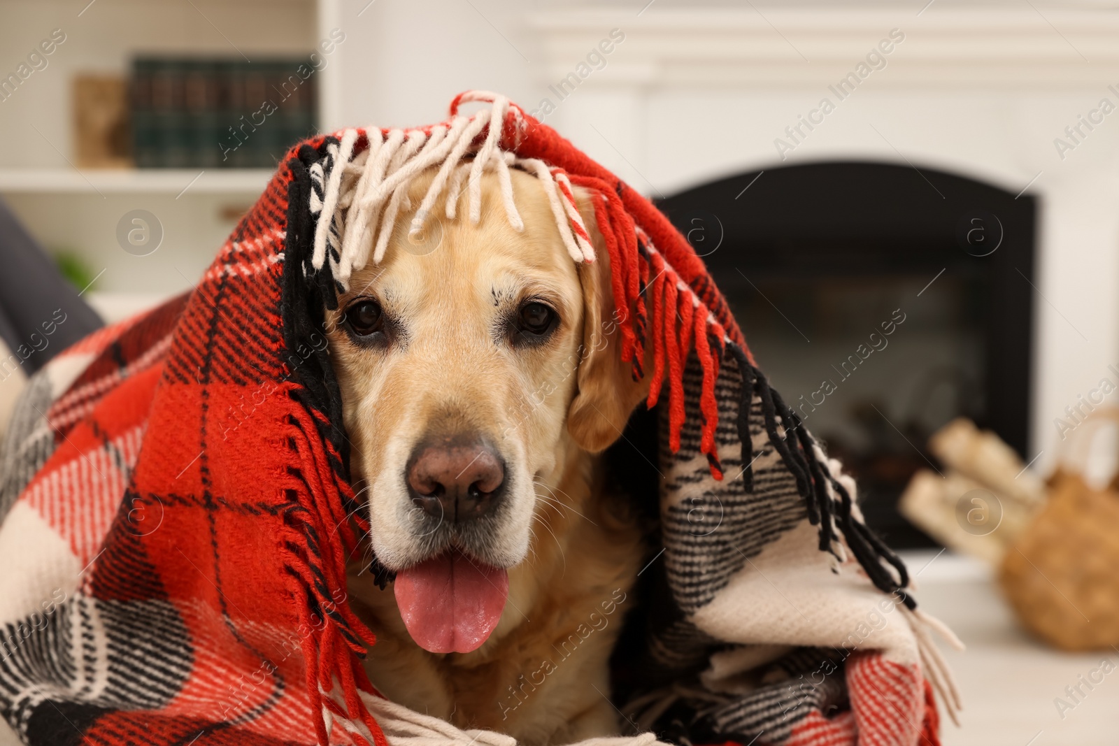 Photo of Cute Labrador Retriever with plaid at home