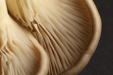 Photo of Fresh oyster mushrooms on dark background, macro view