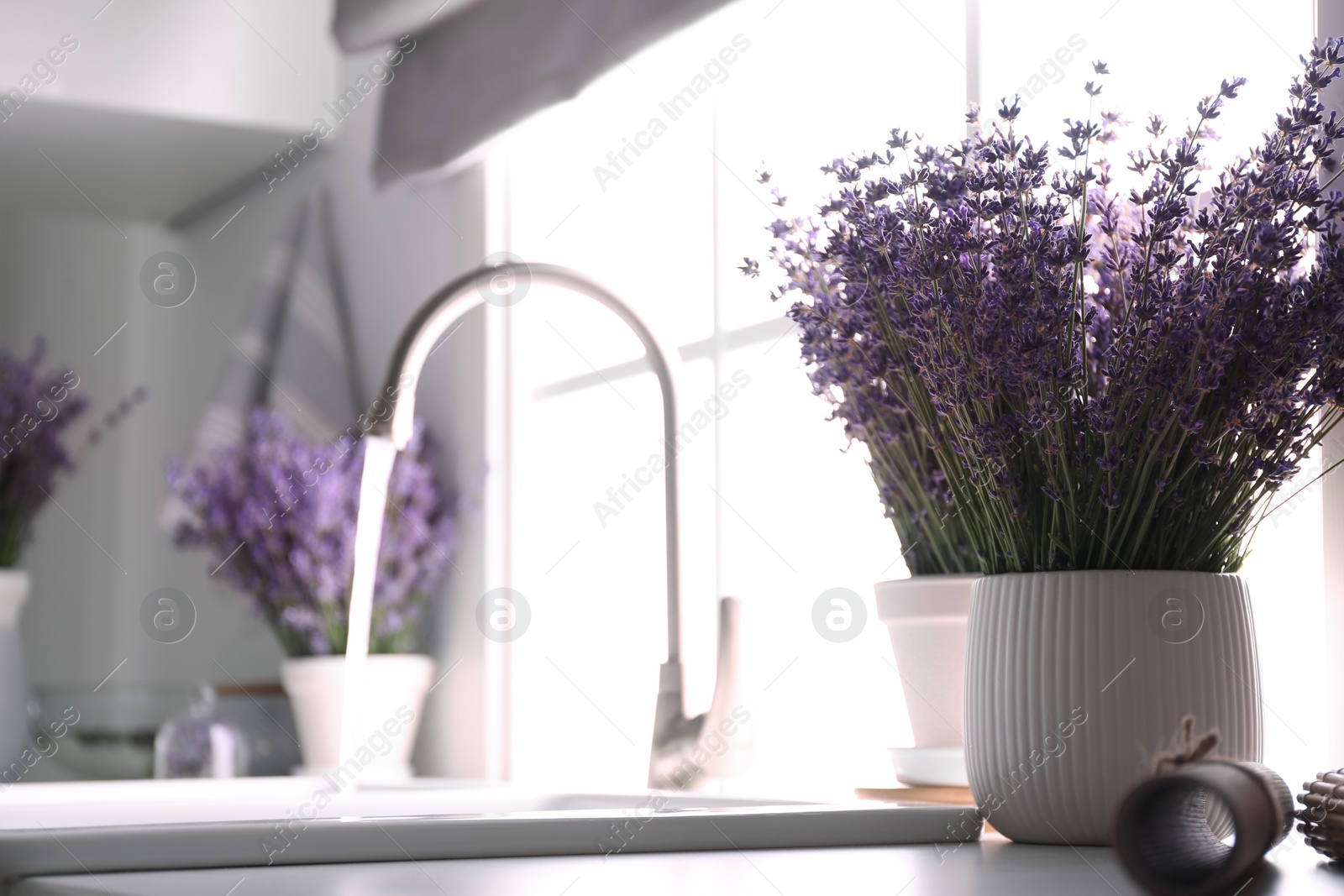 Photo of Beautiful lavender flowers on countertop near sink in kitchen. Space for text