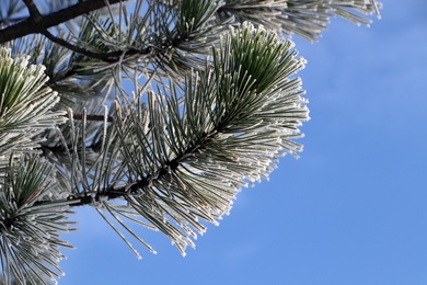 Photo of Conifer tree branch covered with hoarfrost outdoors on winter morning, closeup