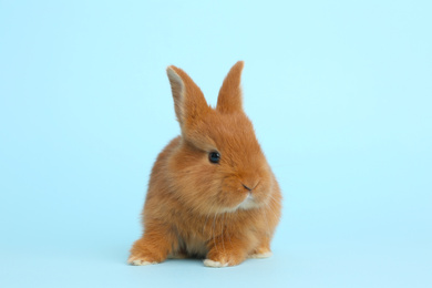 Photo of Adorable fluffy bunny on light blue background. Easter symbol