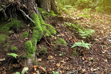 Green fern and moss growing near tree in forest