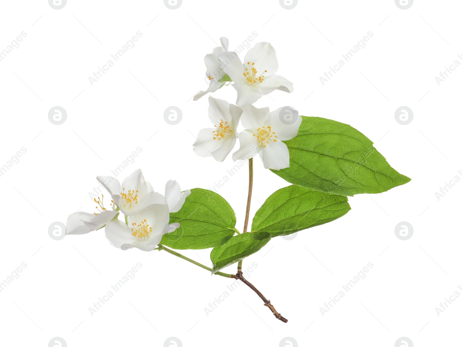 Photo of Beautiful flowers of jasmine plant with leaves on white background