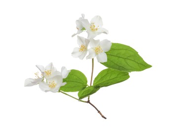 Beautiful flowers of jasmine plant with leaves on white background