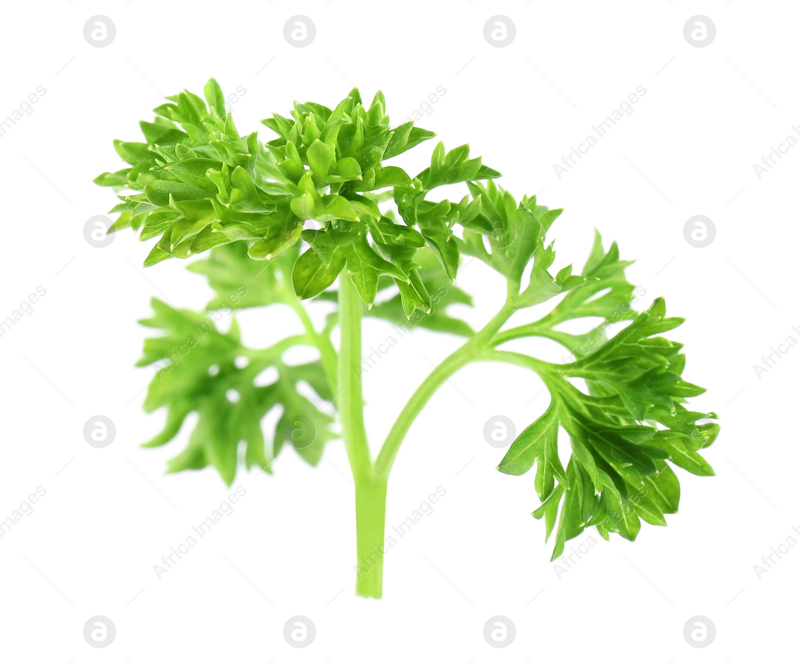 Photo of Fresh green organic parsley on white background