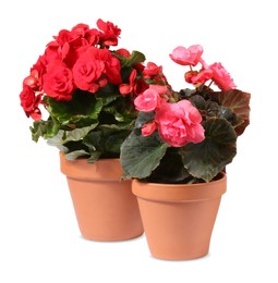 Begonia flowers in terracotta pots isolated on white