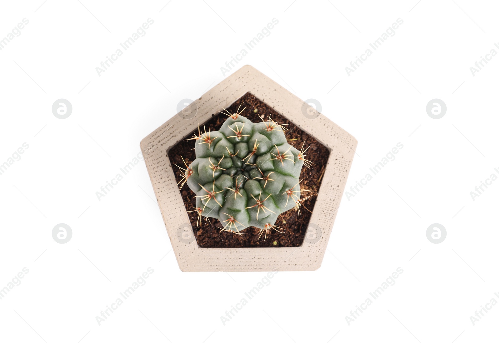 Photo of Beautiful succulent plant in stylish flowerpot isolated on white, top view. Home decor