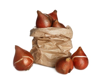 Tulip bulbs in paper bag on white background