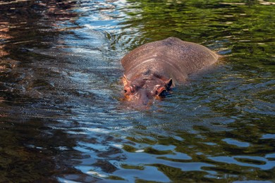 Photo of Big hippopotamus swimming in pond at zoo on sunny day