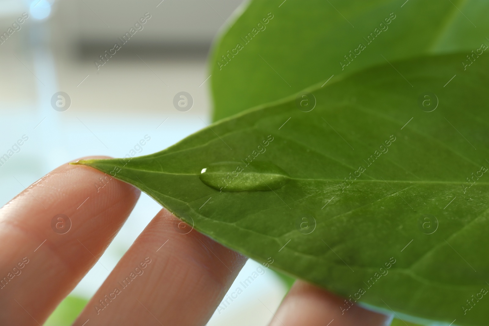 Photo of Lab assistant holding green leaf with drop on blurred background, closeup. Plant chemistry