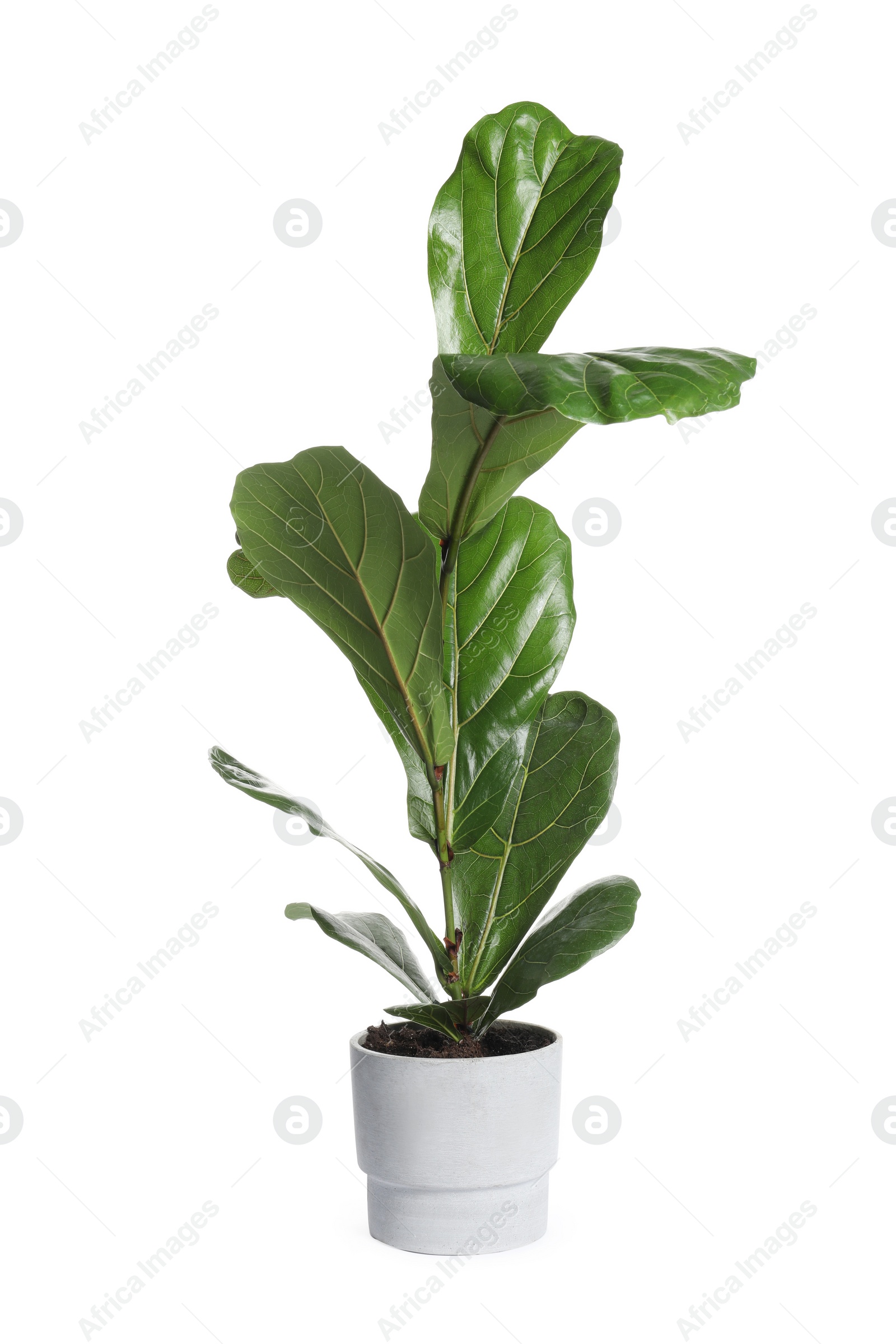 Photo of Beautiful ficus plant in pot on white background. House decor