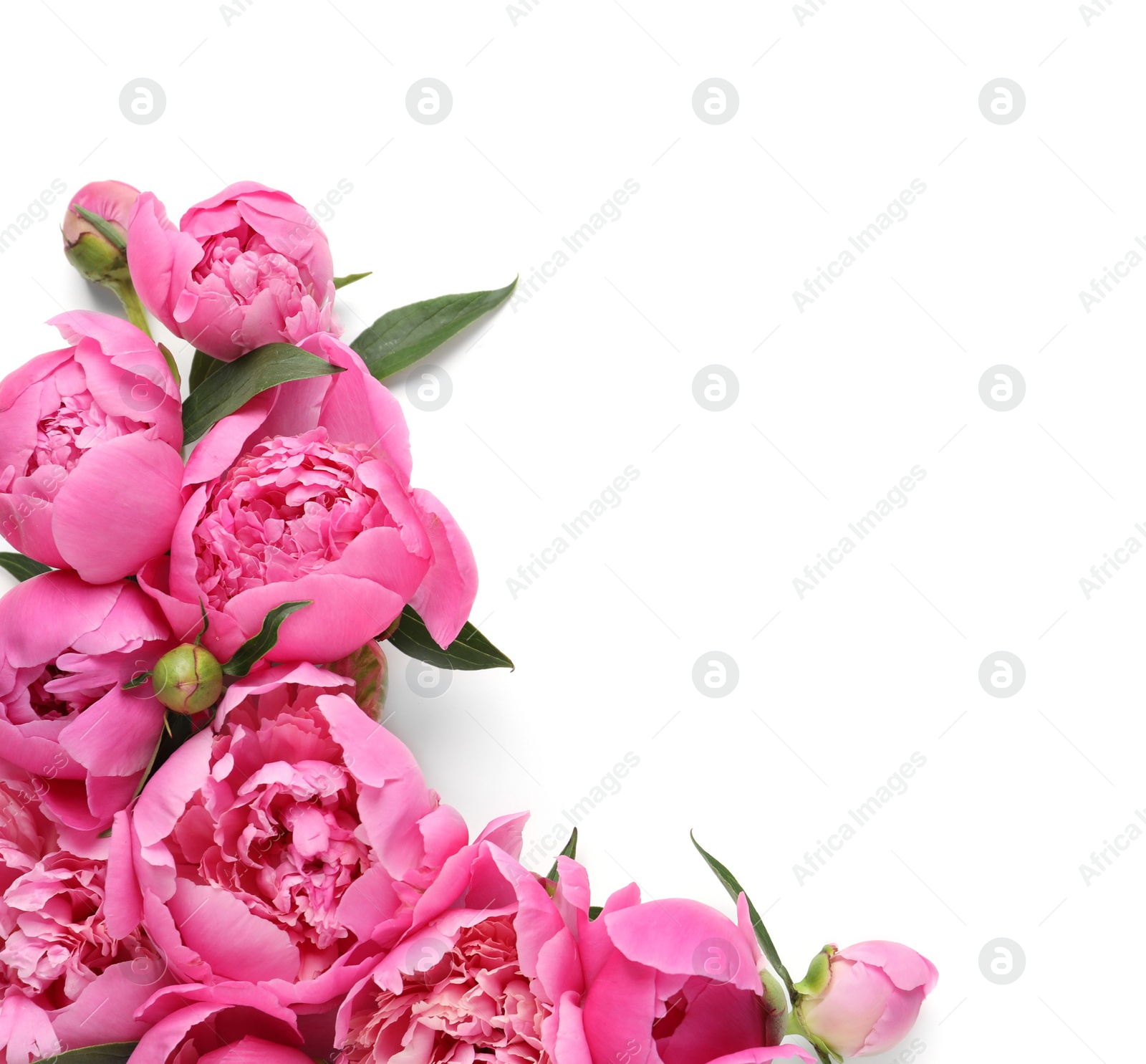 Photo of Fragrant peonies on white background, top view. Beautiful spring flowers