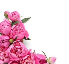 Fragrant peonies on white background, top view. Beautiful spring flowers