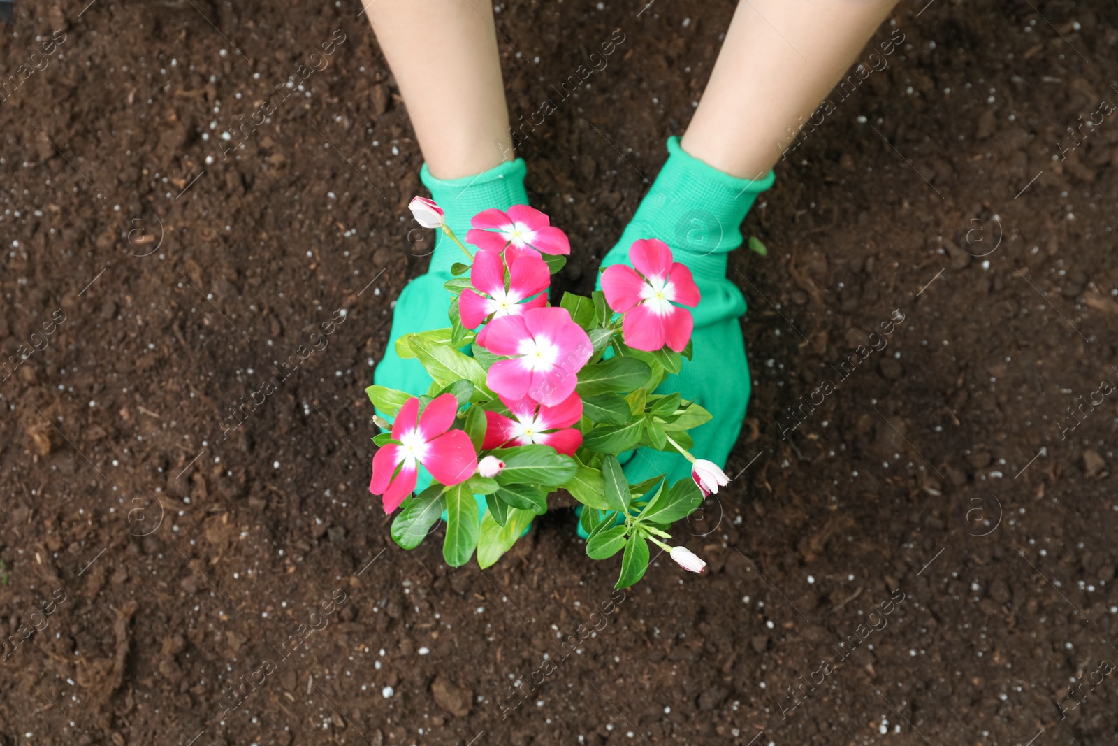 Photo of Woman transplanting beautiful pink vinca flower into soil, top view