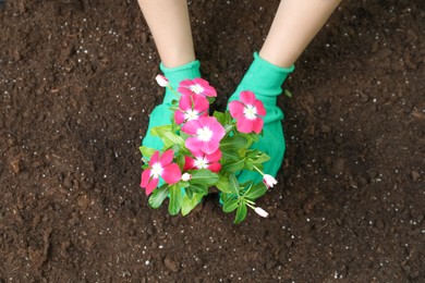 Woman transplanting beautiful pink vinca flower into soil, top view