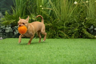Photo of Cute Chihuahua puppy playing with ball on green grass outdoors. Baby animal