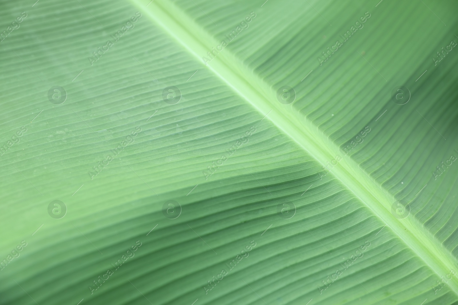 Photo of Closeup view of fresh green banana leaf as background