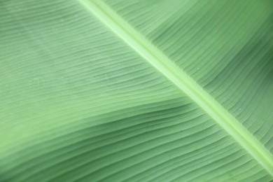 Closeup view of fresh green banana leaf as background