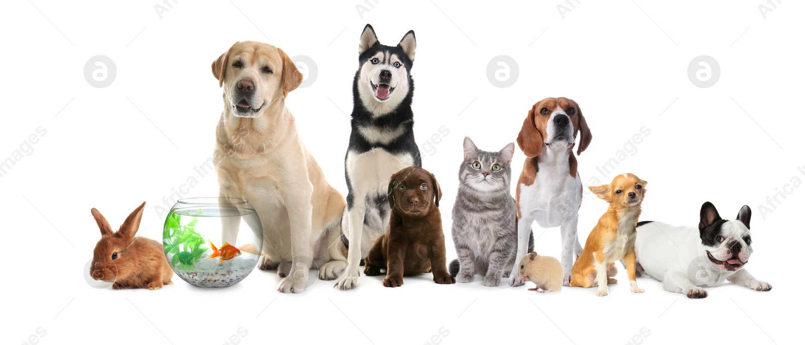 Image of Group of cute pets on white background. Banner design