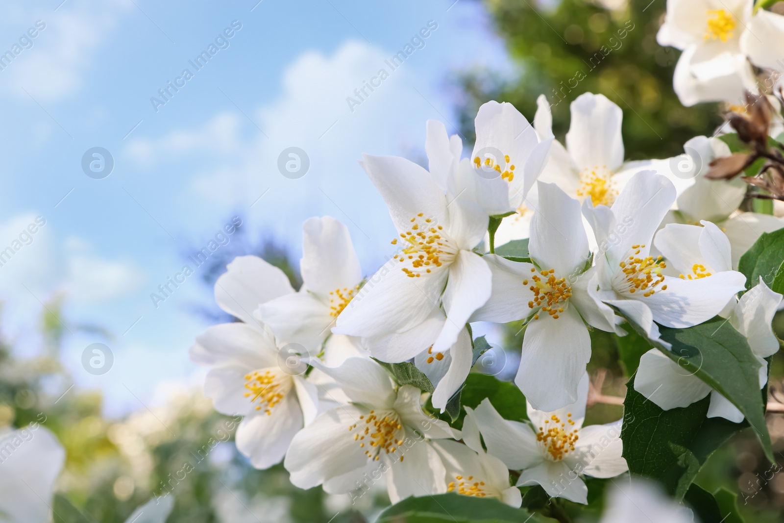 Photo of Closeup view of beautiful blooming white jasmine shrub outdoors