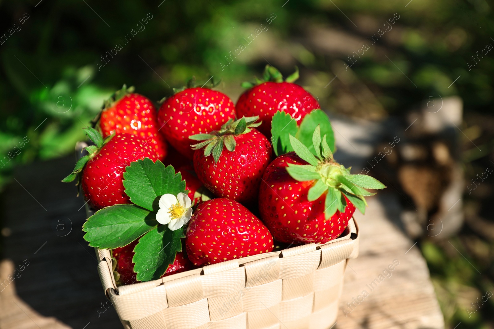 Photo of Basket of ripe strawberries outdoors on sunny day, closeup