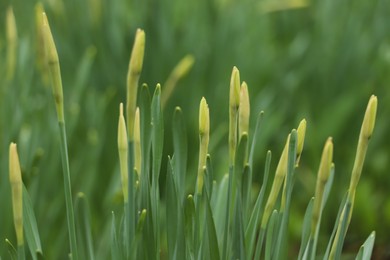 Photo of Beautiful unopened daffodils outdoors on spring day, closeup