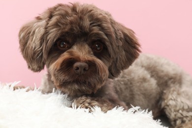 Cute Maltipoo dog with pillow resting on pink background. Lovely pet