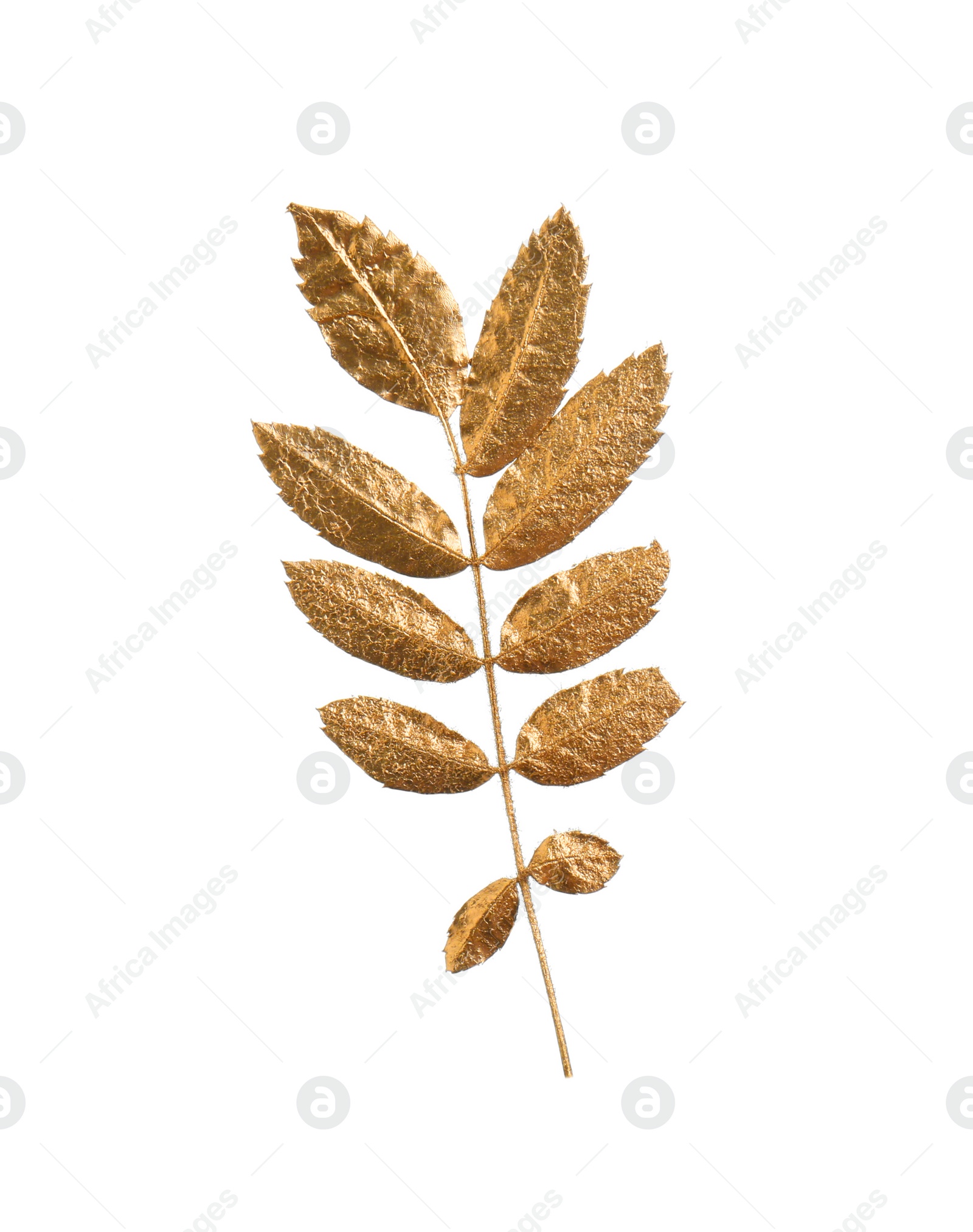 Photo of Twig of golden rowan leaves isolated on white. Autumn season