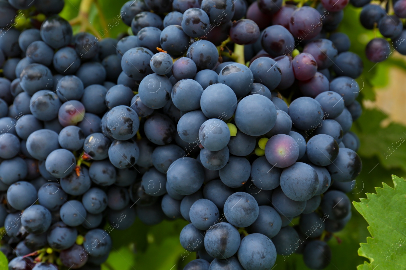 Photo of Ripe juicy grapes on branch growing against blurred background, closeup