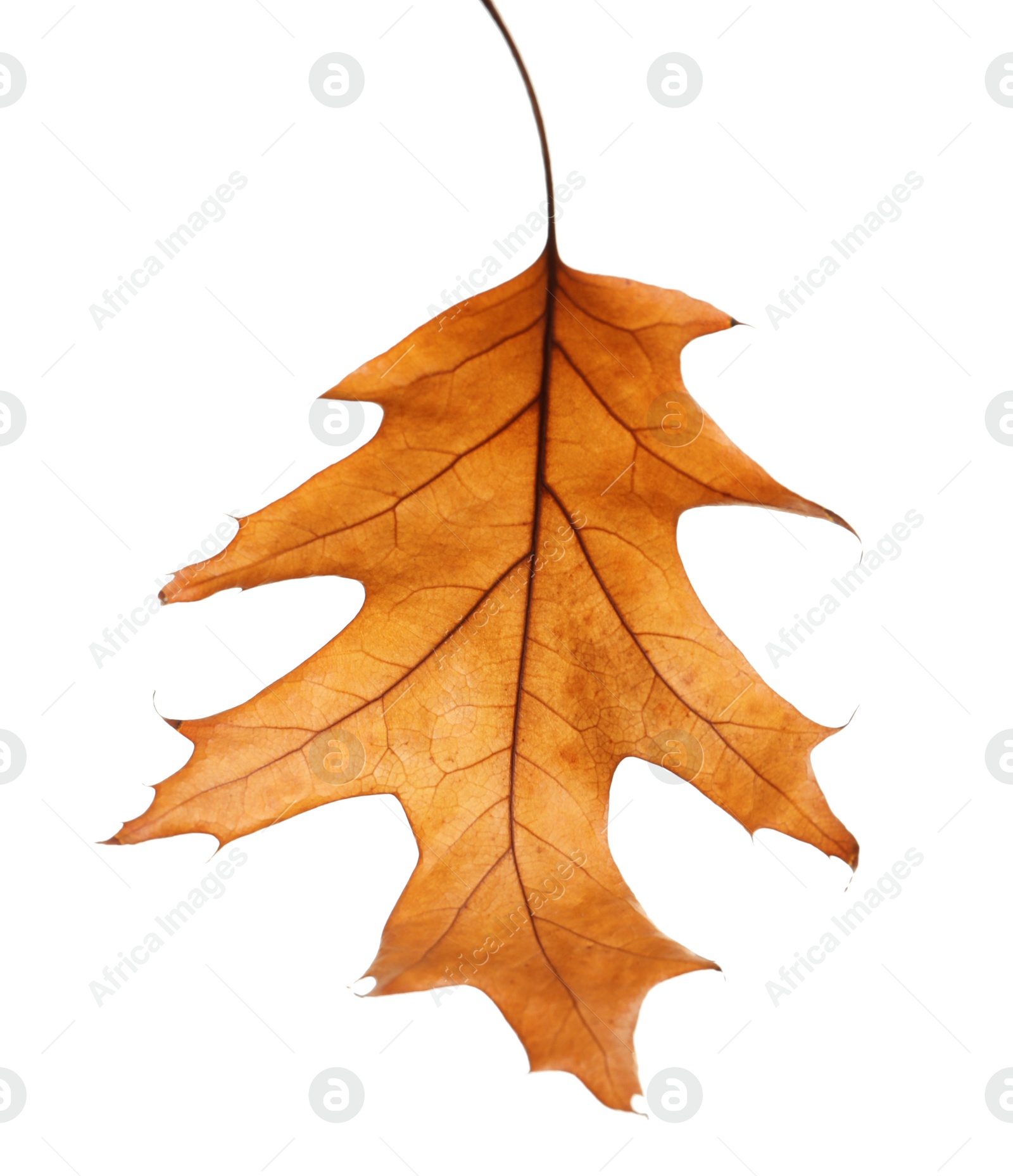 Photo of Beautiful autumn leaf on white background. Fall foliage