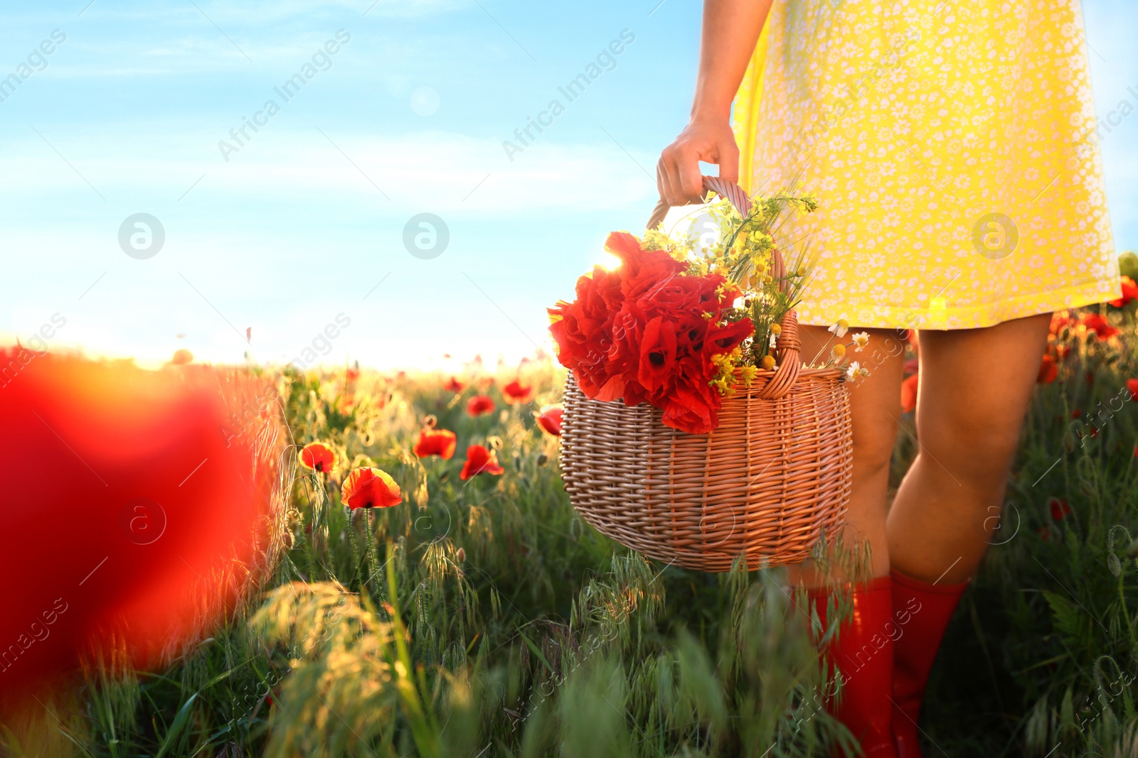 Photo of Woman with basket of poppies and wildflowers in sunlit field, closeup. Space for text