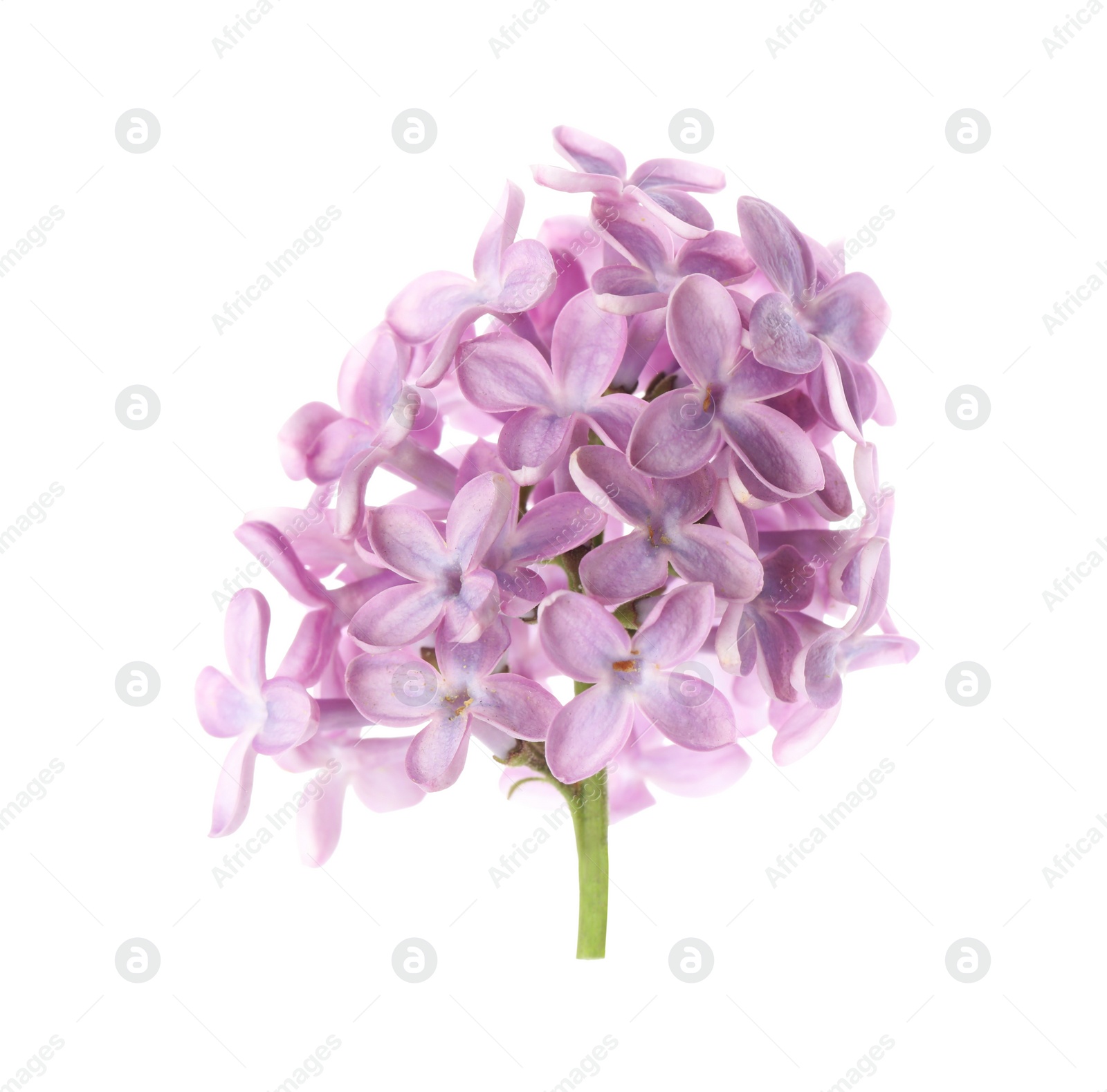 Photo of Beautiful violet lilac blossom isolated on white