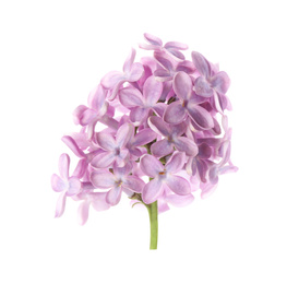 Photo of Beautiful violet lilac blossom isolated on white