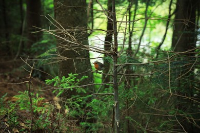 European robin sitting on tree in forest at summer