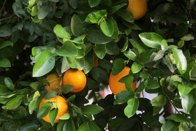 Photo of Oranges among green leaves on tree outdoors, closeup