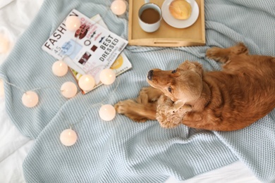 Cute Cocker Spaniel dog on knitted blanket at home, top view. Warm and cozy winter