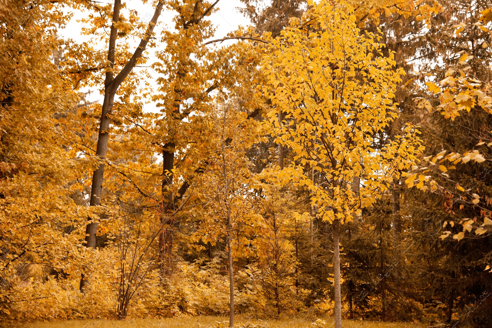 Photo of Beautiful view of forest on autumn day