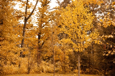 Beautiful view of forest on autumn day